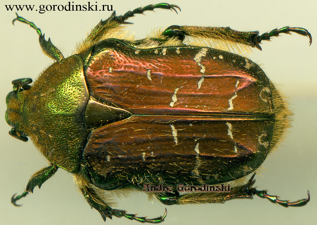 http://www.gorodinski.ru/cetoniidae/Cetonia sichuana.jpg